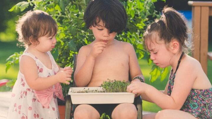 microgreens-childrens-plakarq-3