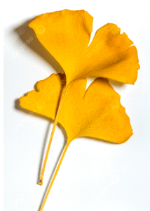 Árboles jóvenes de Ginkgo biloba en macetas, disponibles para envío nacional.