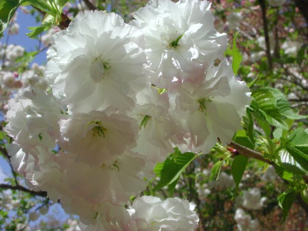 Cerezo Shogetsu