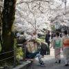 Cerezo Sakura Shogetsu (Doble Pétalo Blanco)