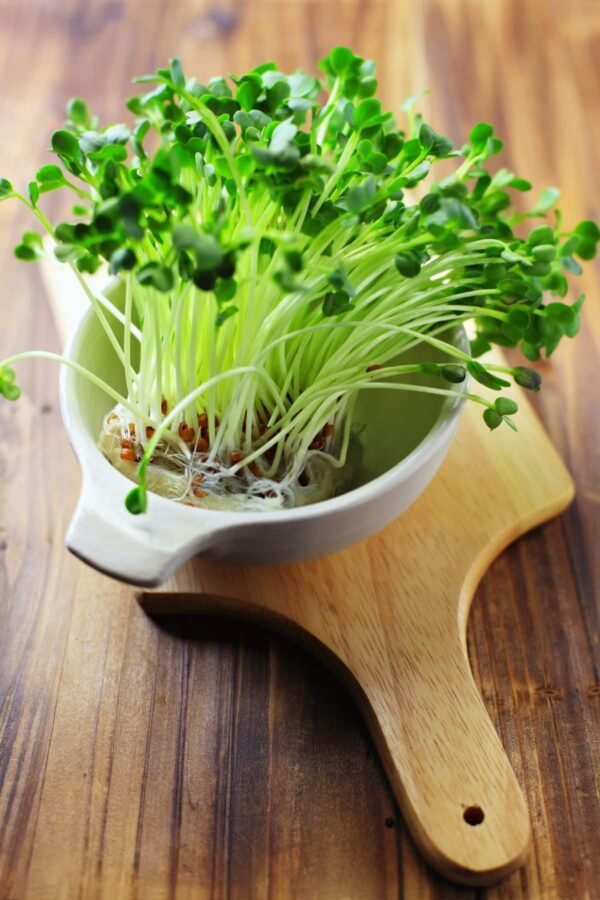 Curso: "MICROGREENS  para Cultivar tus Brotes en Casa 1.0" - Imagen 5