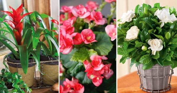 Fertilizante T2 (Bioestimulantes para flores, frutos suculentas y Orquídeas). - Imagen 2