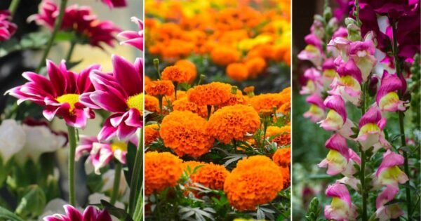 Fertilizante T2 (Bioestimulantes para flores, frutos suculentas y Orquídeas). - Imagen 3
