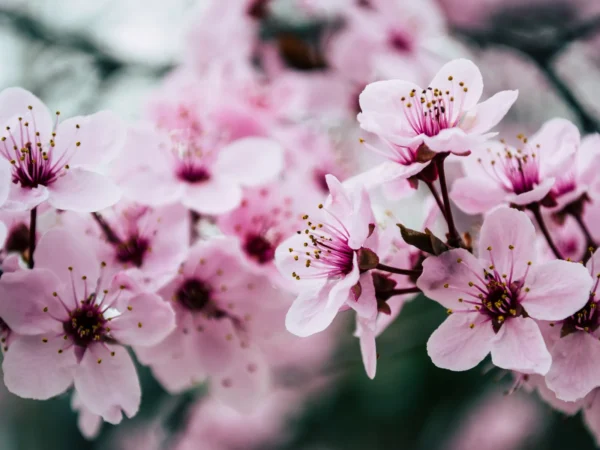 Fertilizante T2 (Bioestimulantes para flores, frutos suculentas y Orquídeas). - Imagen 4