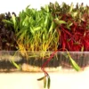 Semillas para Microgreens