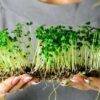 Microgreens - PLAKARQ SHOP