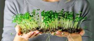 Microgreens - PLAKARQ SHOP