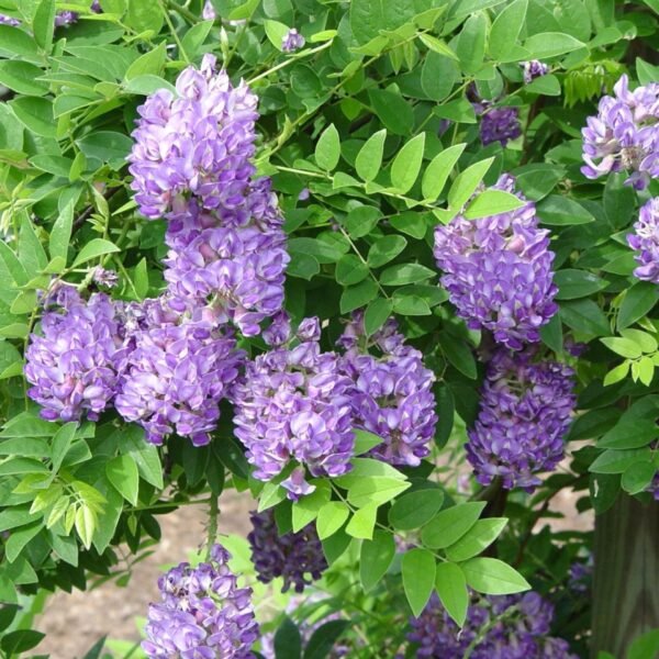 Wisteria America (Frutescensn) Enredadera  30cm a 40cm - Imagen 5