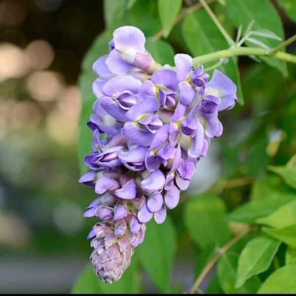 Wisteria America (Frutescensn) Enredadera  30cm a 40cm - Imagen 4