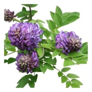 Wisteria Frutescens Americana • Morado intenso+ Envío seguro