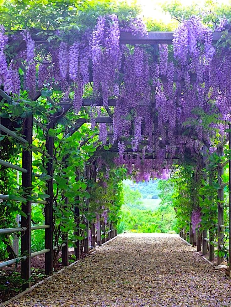 Wisteria (Glicinia) 3