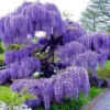 Wisteria (Glicinia) 2