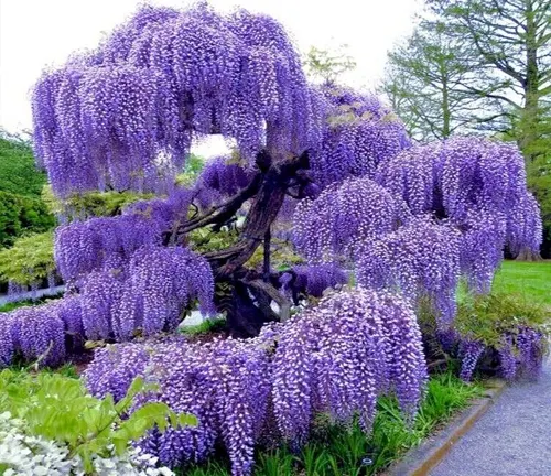 Wisteria (Glicinia) 2