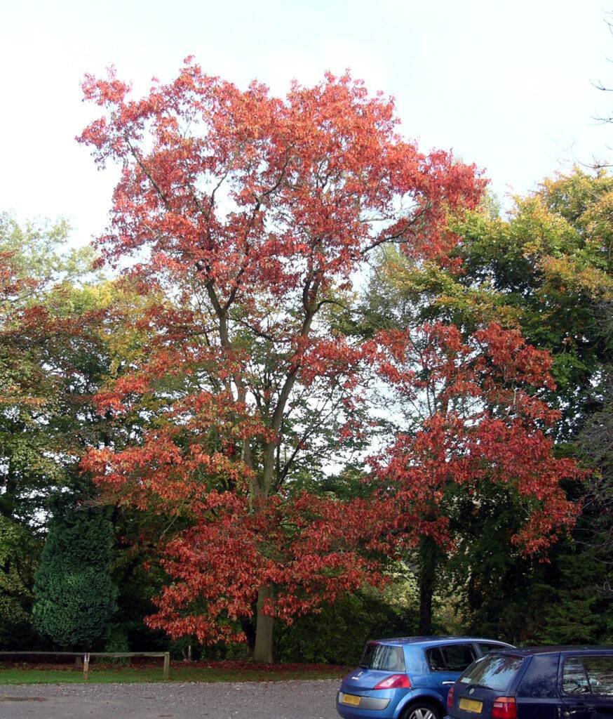 El Encino Rojo
