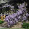 Wisteria (Glicinia) 4
