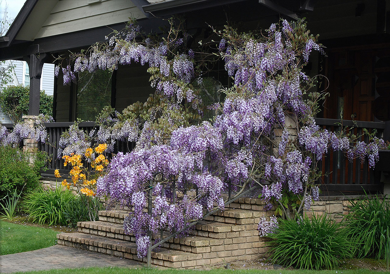 Wisteria (Glicinia) 4