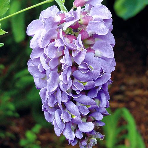 Wisteria (Glicinia) 1