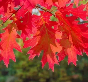 Encino Rojo