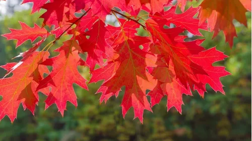 el Encino Rojo