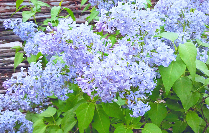 lilac tree plakarq 1