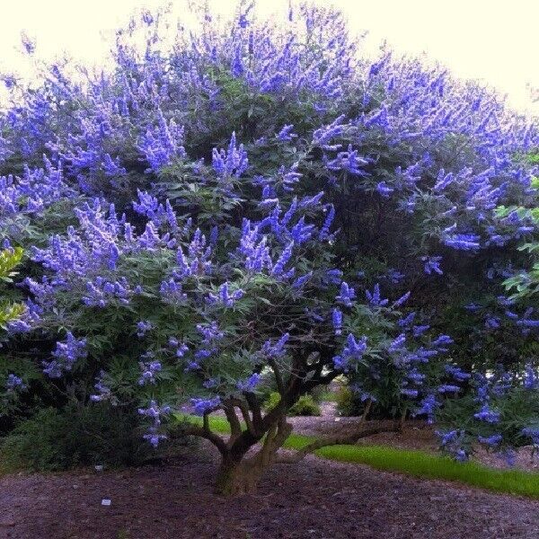 lilac tree plakarq 1