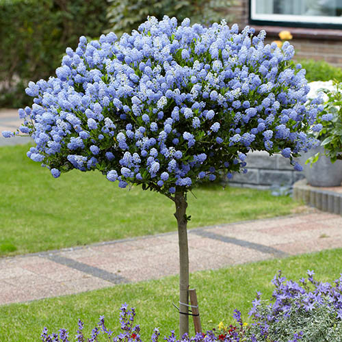 lilac tree plakarq 1