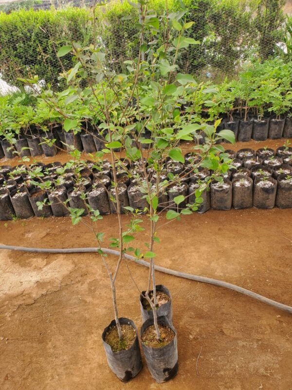 Árbol de Peral Bradford ( Pyrus calleryana 'Bradford') 1m a 1.30m - Imagen 9