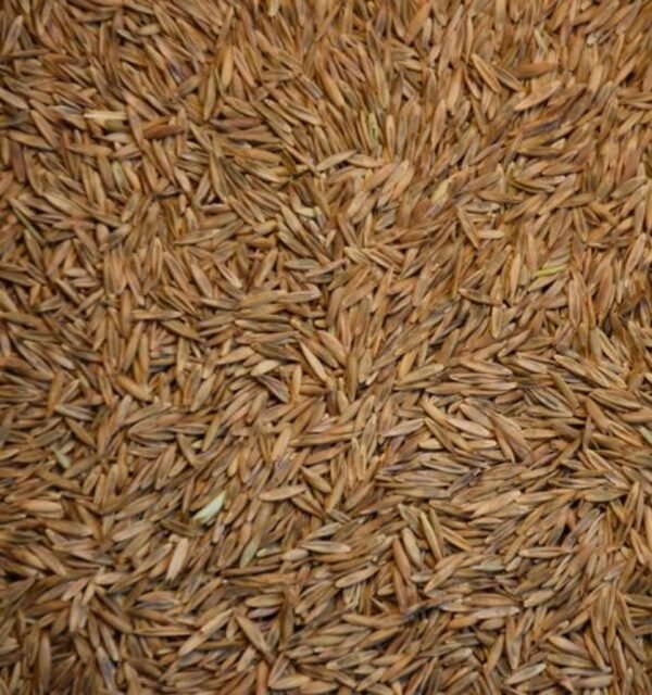 Semilla Pasto Festuca