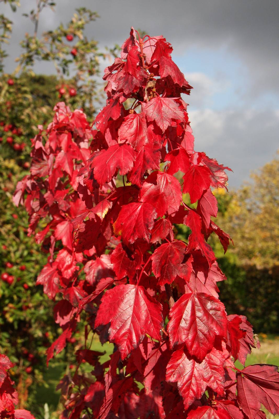 Acer Rubrum 'Red Sunset'