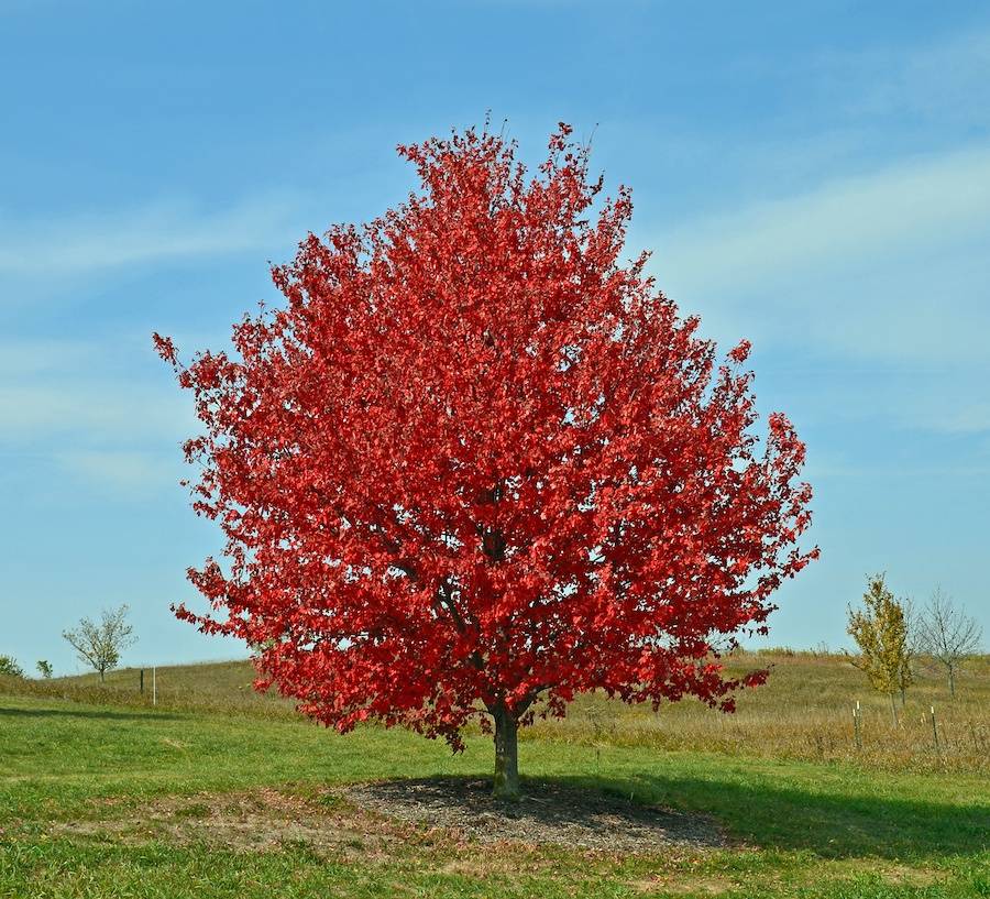 Acer Rubrum 'Red Sunset'