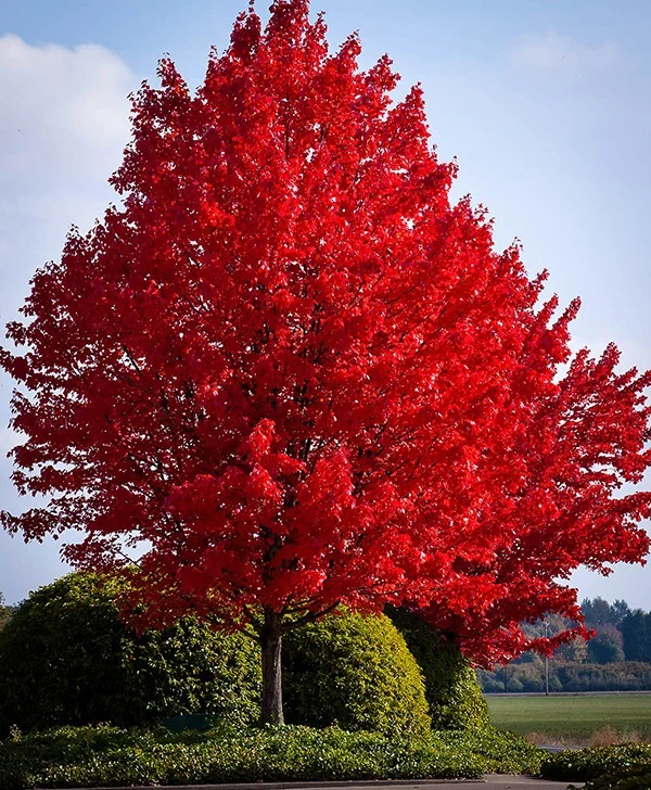 Acer Rubrum 'Red Sunset'