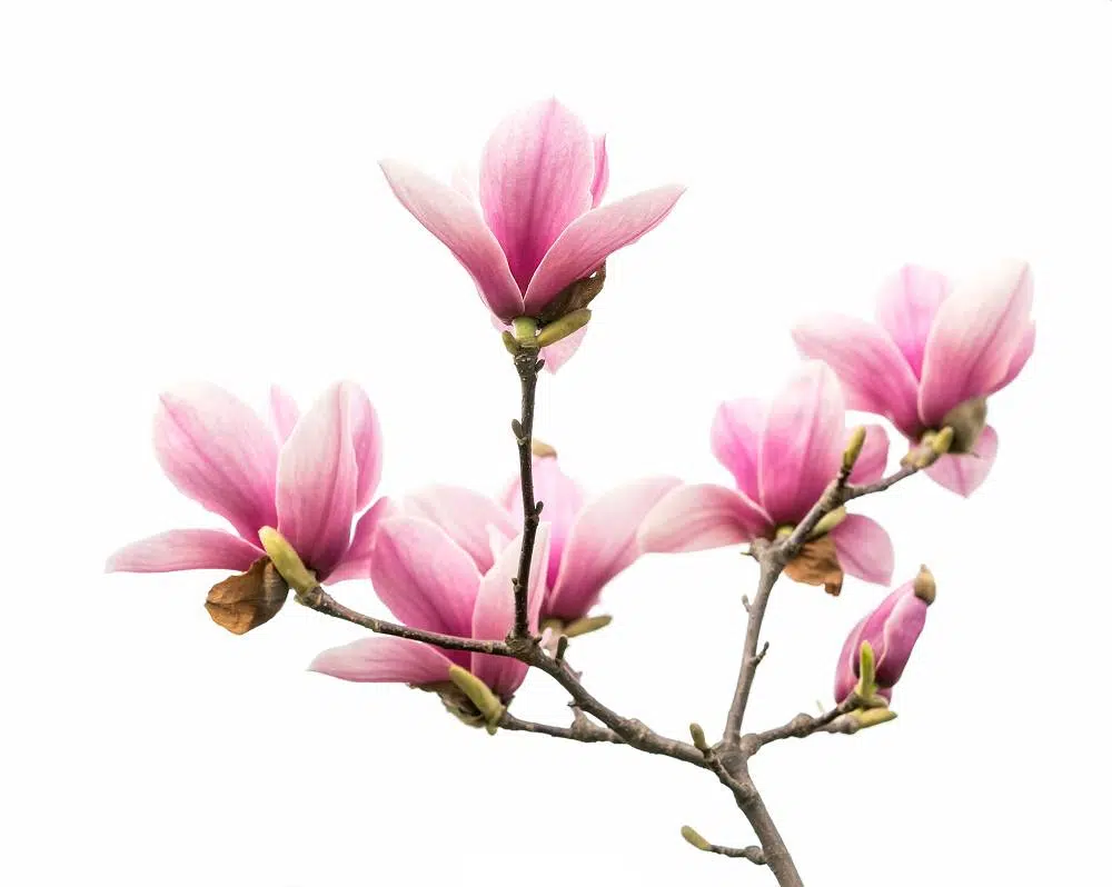 Árbol de Magnolia-Flor Rosa