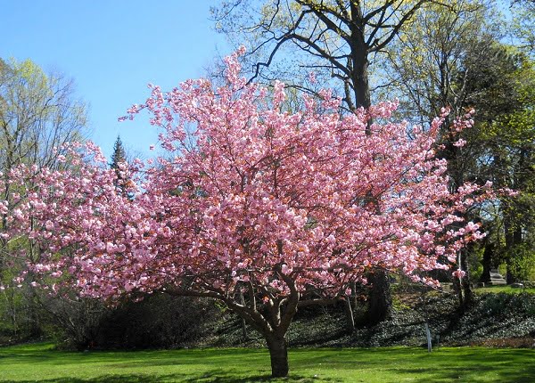 Árbol de Magnolia-Flor Rosa
