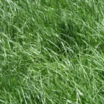 Semilla Pasto Festuca
