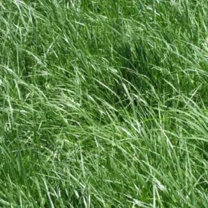 Semilla Pasto Festuca