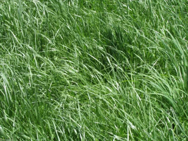 Semilla Pasto Festuca