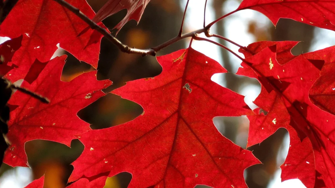 Encino rojo en otoño con hojas rojizas