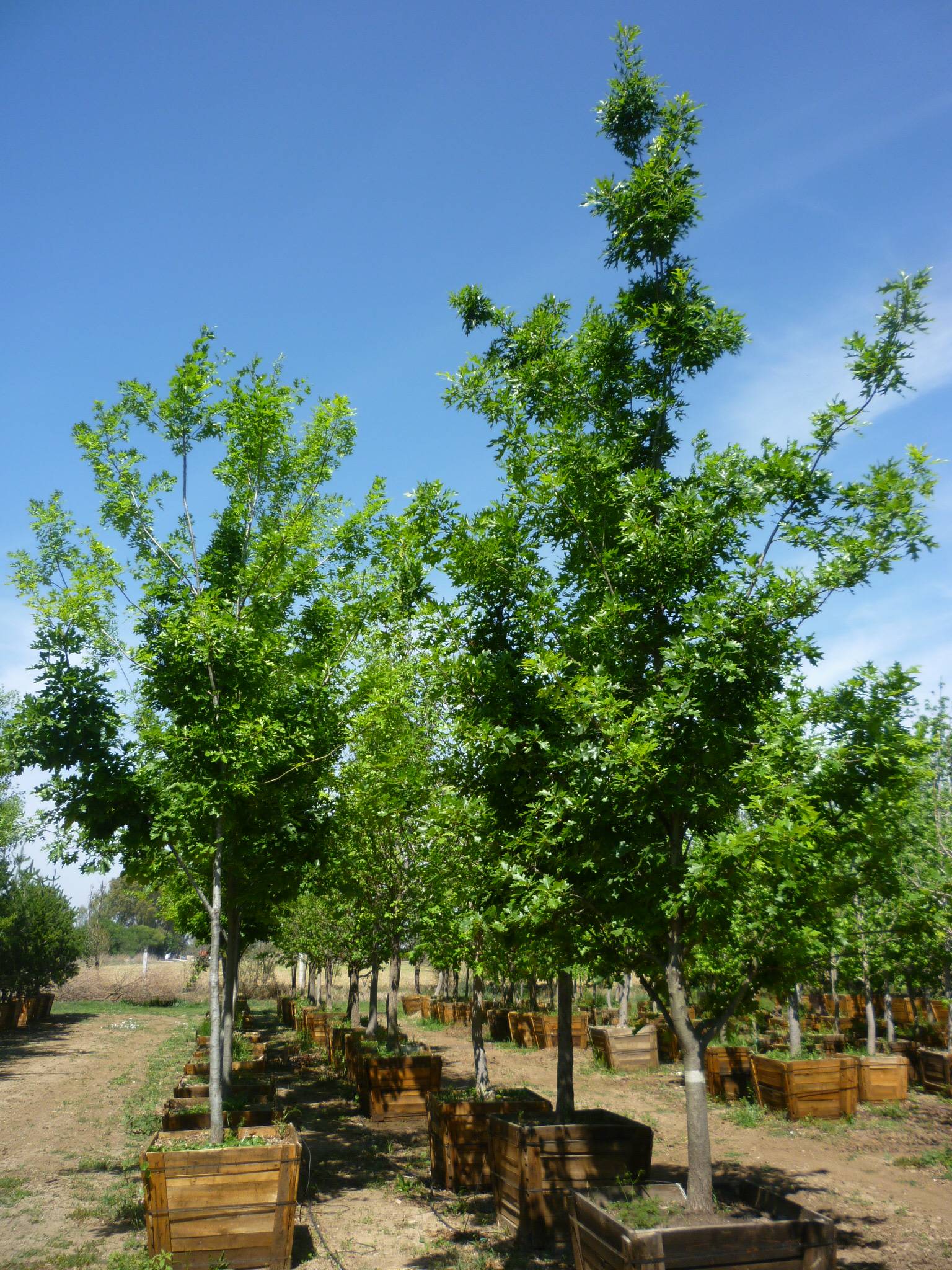 Encino Rojo (Quercus Rubra)