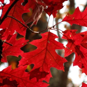 Encino rojo en otoño con hojas rojizas