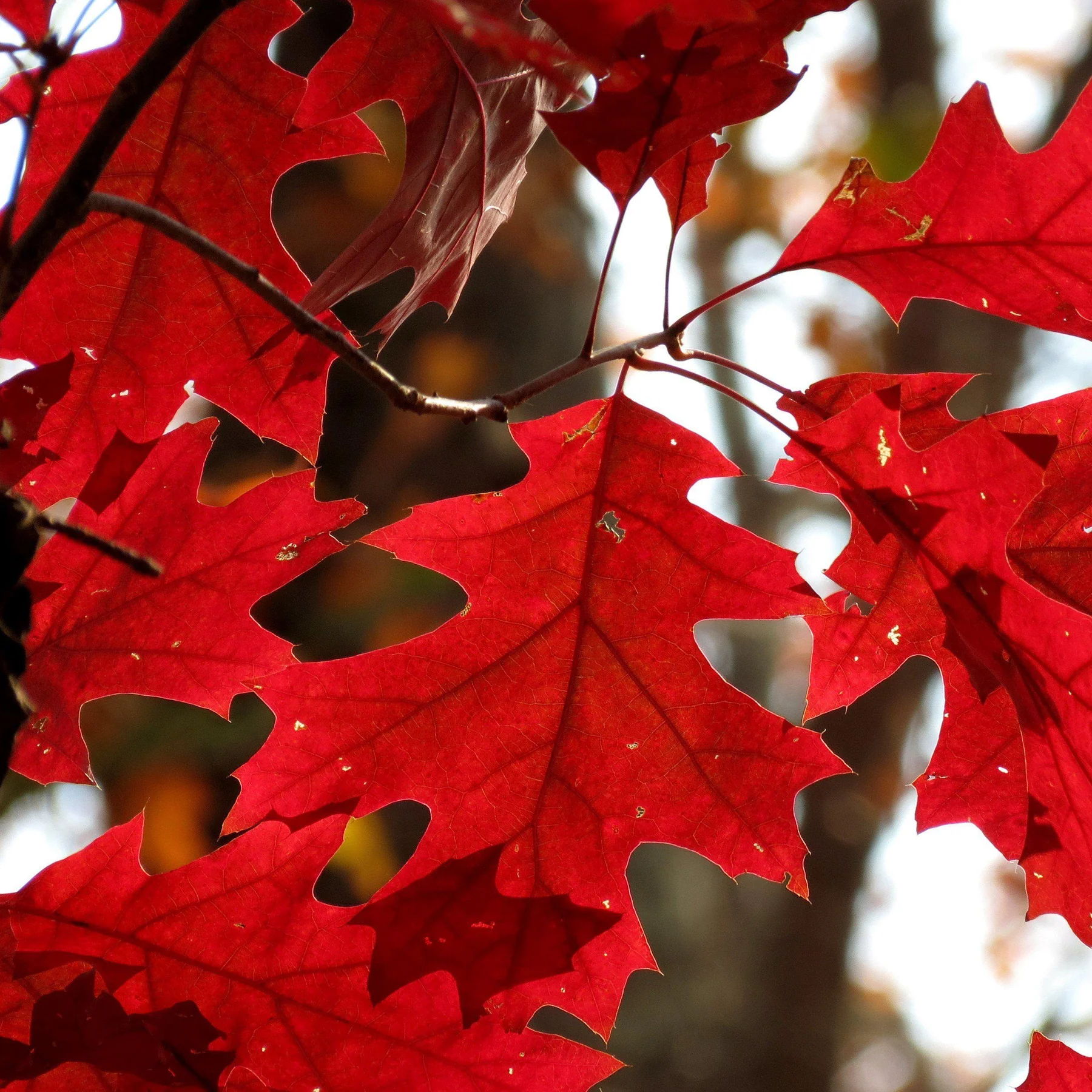 Encino Rojo (Quercus Rubra)