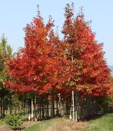 Encino Rojo (Quercus Rubra)