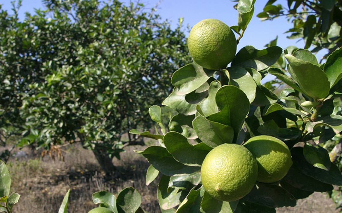 Limón Persa (Citrus × latifolia)