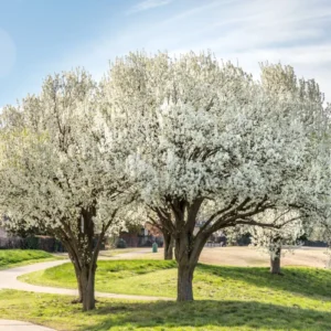 Peral Bradford (Callador de Pyrus)