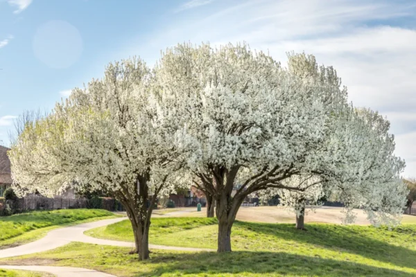 Peral Bradford (Callador de Pyrus)