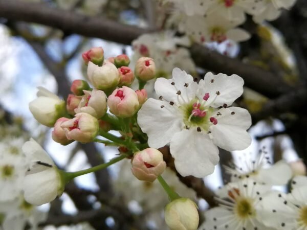 Peral Bradford (Callador de Pyrus)