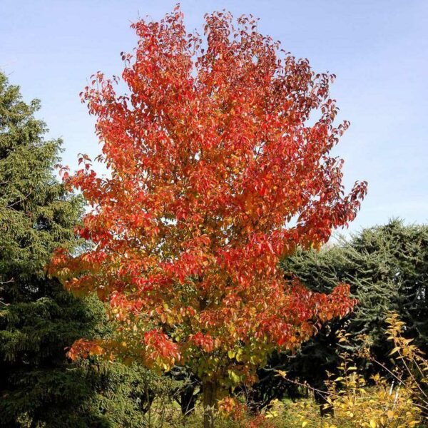 Peral Bradford (Callador de Pyrus)
