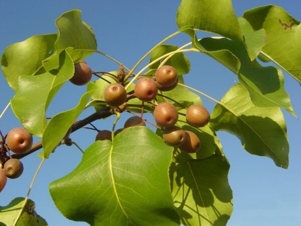 Peral Bradford (Callador de Pyrus)