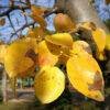 Peral Bradford (Callador de Pyrus)