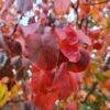 Peral Bradford (Callador de Pyrus)