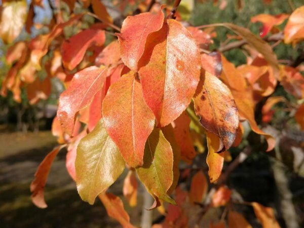 Peral Bradford (Callador de Pyrus)